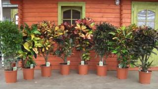 Осенний блюз, или Немного о кротоне