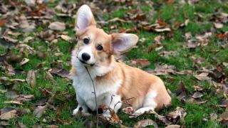 Топ-5 пород собак для детей и их родителей