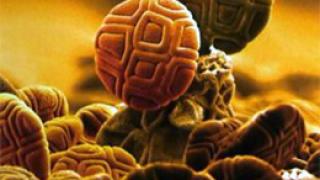 Аллергия – борьба за жизнь. Враг №1 в доме.