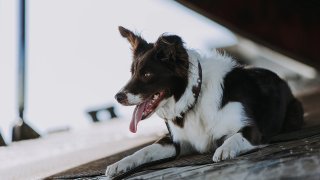 Забыли про пёселя и размножили Евгения Ткачука: рецензия на семейный фантастический фильм "Космическая собака Лида"